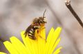 Rhodanthidium septemdentatum